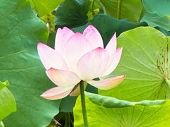 -四川大学(华西校区)