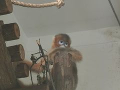 -合肥野生动物园
