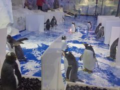 -芜湖新华联大白鲸海洋公园