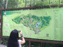 景点-成都大熊猫繁育研究基地