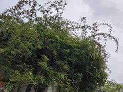 -杭州植物园