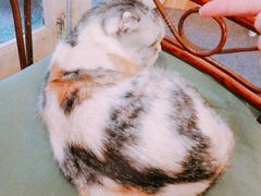 -猫色咖啡·猫咖