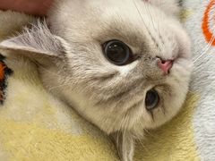 -凯特喵百思猫专科医院