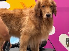 -帕帕拉兹宠物(亚洲旗舰店)