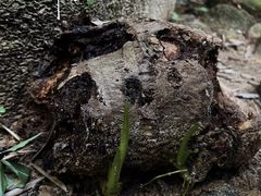 -火炉山森林公园