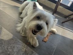 -翊宠yipet猫狗购宠庄园犬舍•猫舍