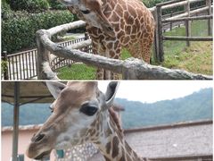 -青岛森林野生动物世界