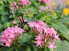 -北京国际鲜花港