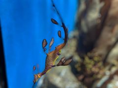 -新加坡海洋生态馆
