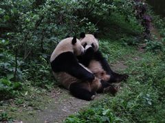 -成都大熊猫繁育研究基地