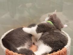 -momokira米努特·德文卷毛猫·棉花面纱犬