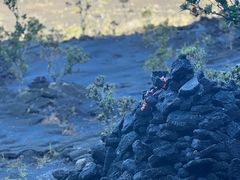 -夏威夷火山国家公园