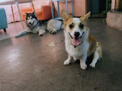 -百好乐宠物友好餐厅(朝外大街店)