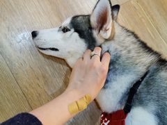 -Husky Go! 哈士奇体验馆·宠物咖啡厅狗咖