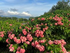 -深圳湾公园(南山区)