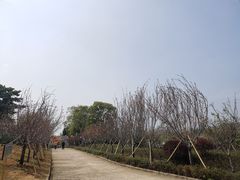 -天适樱花悠乐园