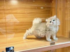 -猫十亿·布偶金渐层·曼基康矮脚猫舍(青年路店)