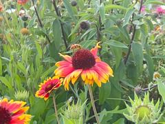 -比格比萨自助(宋家庄店)