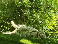 -北京野生动物园