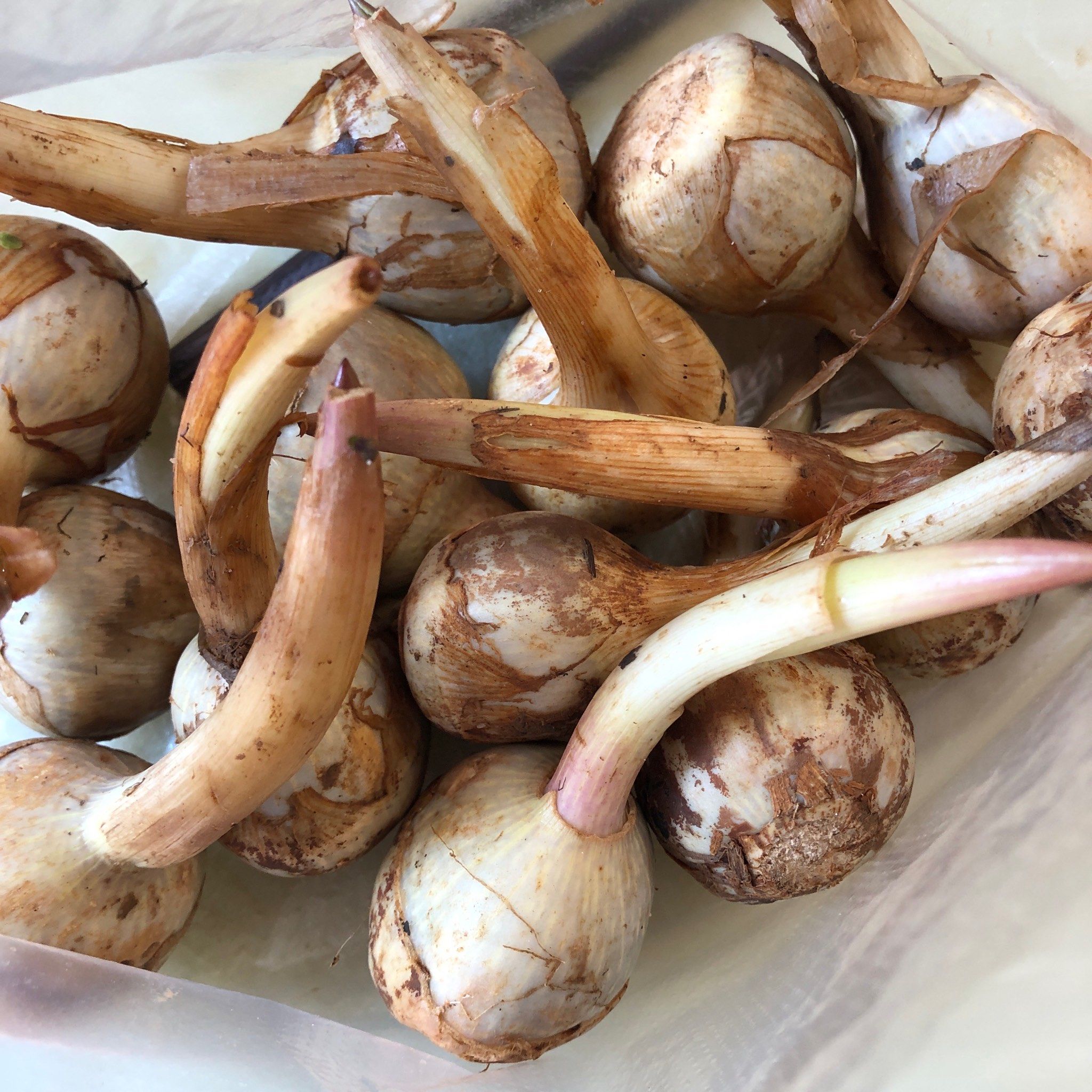 茨菰要怎么煮呀,在线等