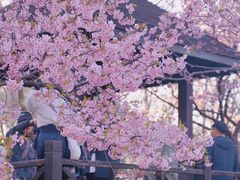 -顾村公园