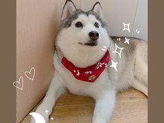 -Husky Go! 哈士奇体验馆·宠物咖啡厅狗咖