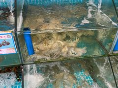 水产区-琼大师东方烤乳猪(亚特兰蒂斯店)