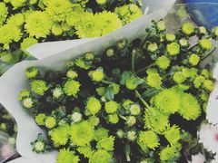 -秦美花卉(天朗·莱茵小城2期店)