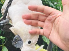 -Warung Babi Guling Ibu Oka 3