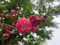 -南汇桃花村