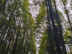 -山王坪喀斯特国家生态公园
