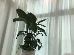 -芙芬芳·半永久纹眉（深圳旗舰店）