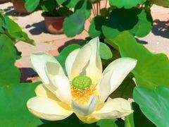 -莲花池公园