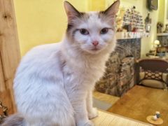 -猫色咖啡·猫咖