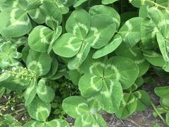 -小井头·阿强面馆(复兴店)