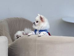 -怪兽屋·羊驼·猫咖·狗咖(俊华广场店)