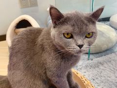 -momokira米努特·德文卷毛猫·棉花面纱犬