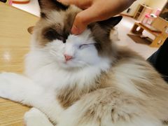 -猫和宫(六道口店)