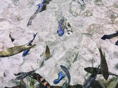 -江和美海洋公园