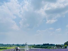 -空港花田景区