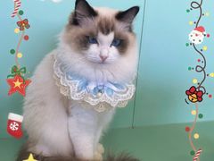 -怪兽屋·羊驼·猫咖·狗咖(俊华广场店)