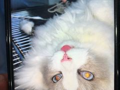 -宠颐生宠物医院·心肾内科·猫专科诊疗中心宠巢店