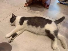 -猫咪博物馆(顶澳仔猫街店)