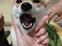 -逗柴咖啡屋·狗咖猫咖宠物桌游