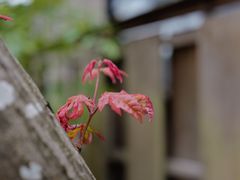 -三千院