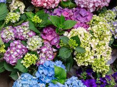 -青石桥花鸟鱼虫市场(叠翠城店)