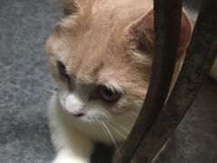 -猫色咖啡·猫咖