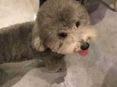 -小尾巴宠物店(万科·金域华庭店)