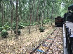 -合肥滨湖国家森林公园