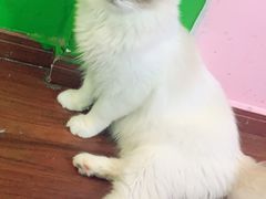 -李小姐の猫咖啡馆(五角场店)